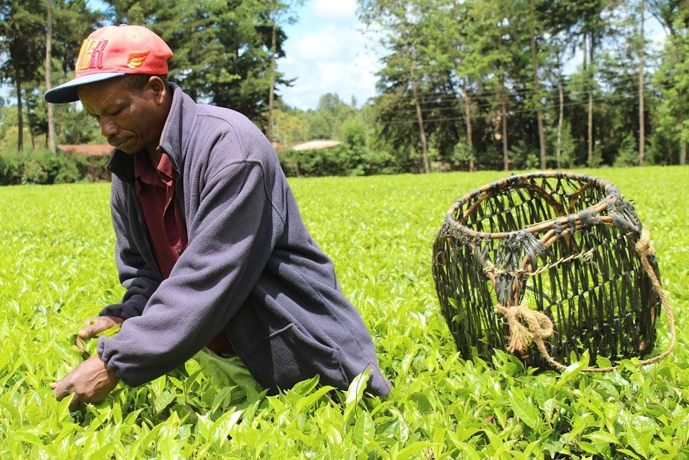Tea prices remain unchanged amid high demand Tea prices remain unchanged amid high demand