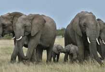 Scientists use ivory tusk DNA data to locate poaching networks Scientists use ivory tusk DNA data to locate poaching networks