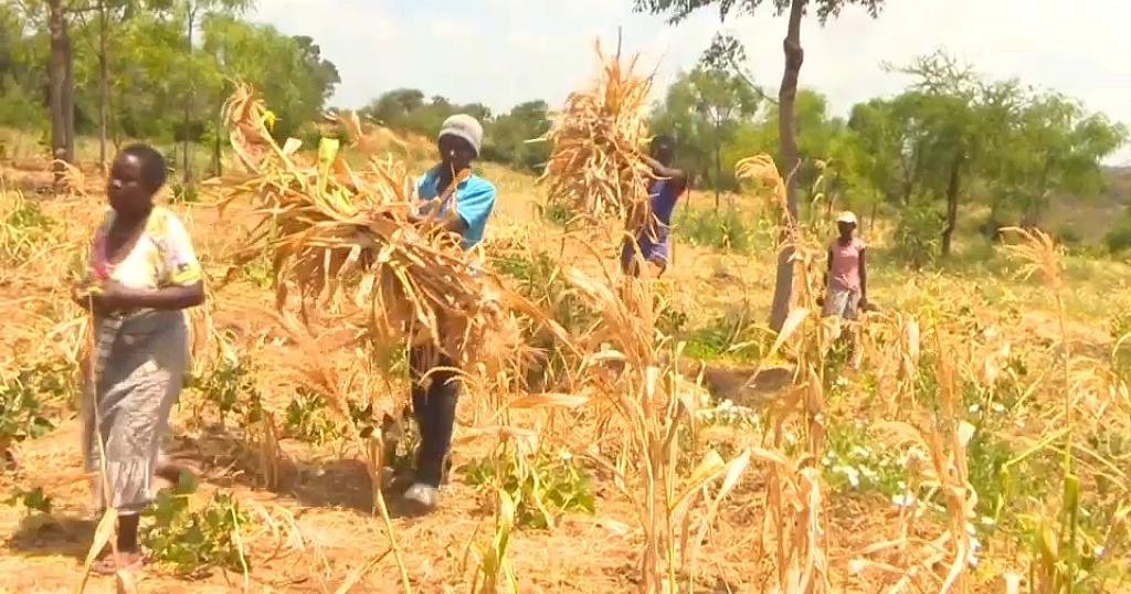 Fears for farmers as crops fail due to drought