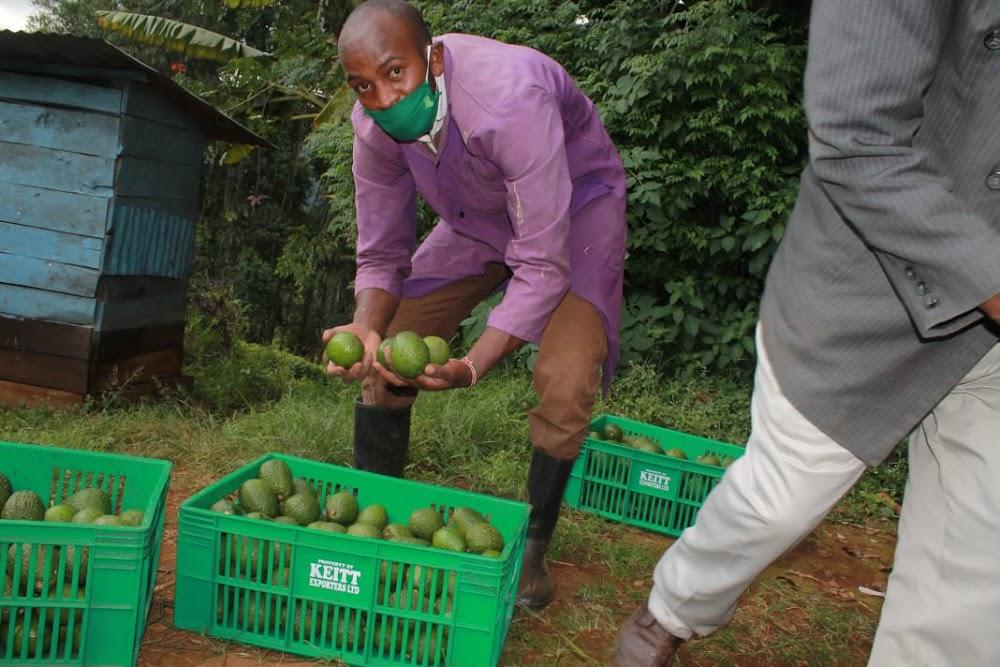 China gives hope to Kenyan avocado farmers as they navigate into future China gives hope to Kenyan avocado farmers as they navigate into future
