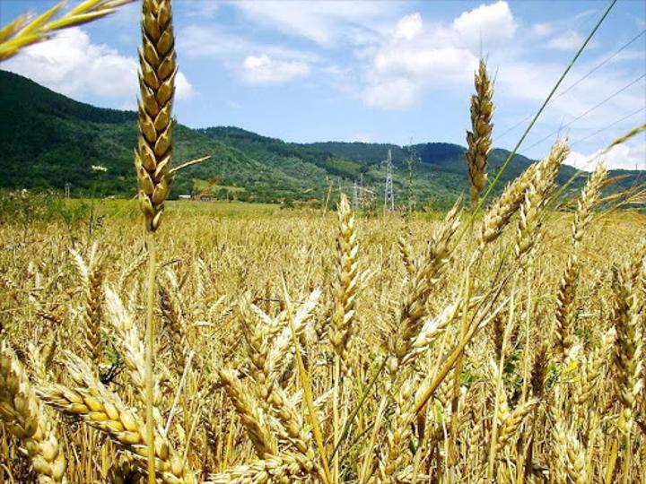 Kenya mulls ending India wheat import ban as prices soar