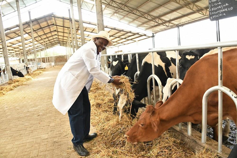 30 millers to import animal, chicken feed raw materials duty free kenya
