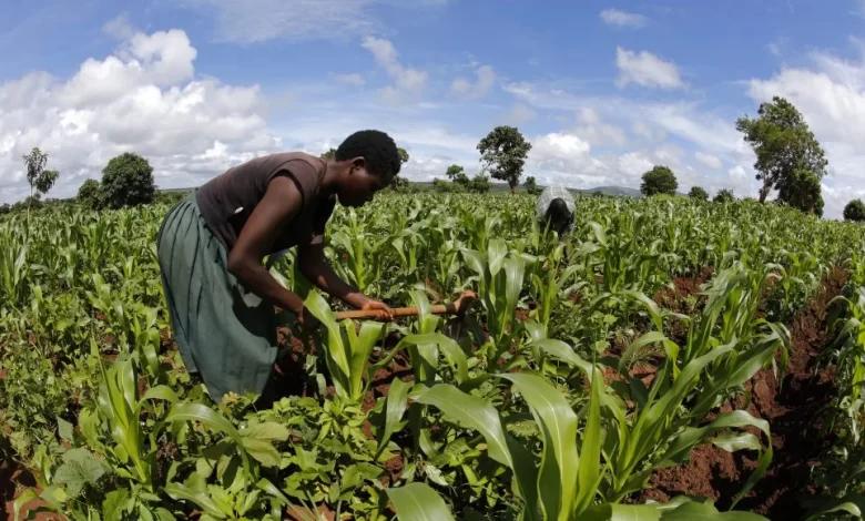 With eight years left to 2030, bold actions are required for Africa to feed herself With eight years left to 2030, bold actions are required for Africa to feed herself