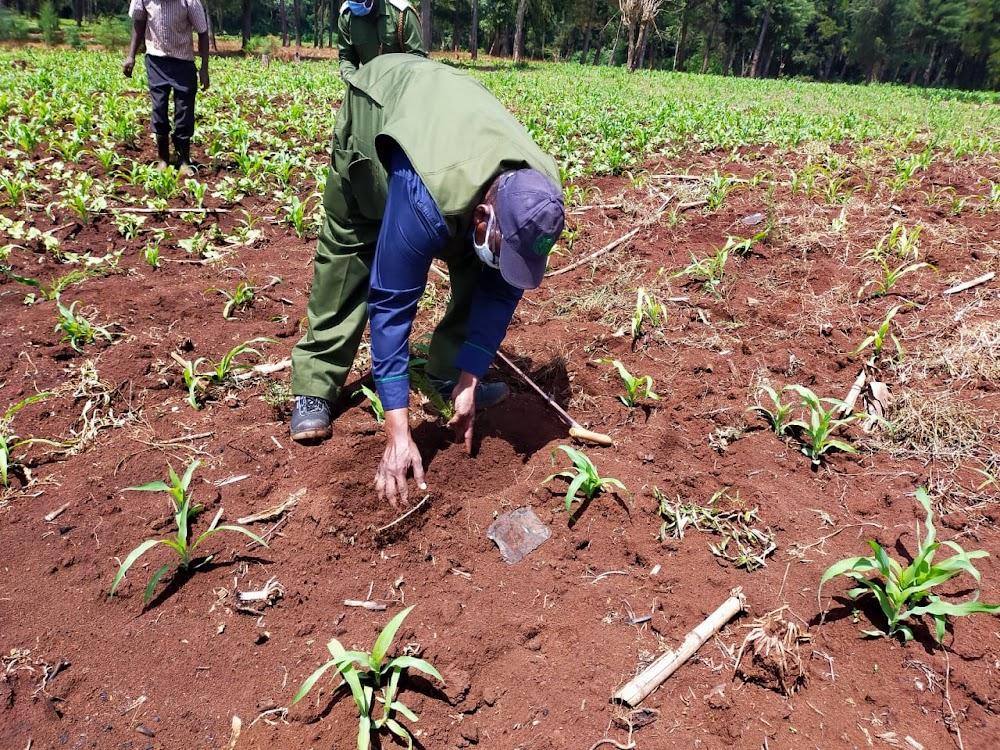 Trans Nzoia farmers welcome return of shamba system Trans Nzoia farmers welcome return of shamba system