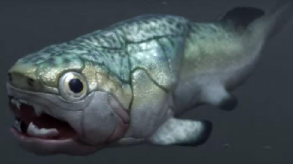 World’s oldest heart found in prehistoric fish World’s oldest heart found in prehistoric fish