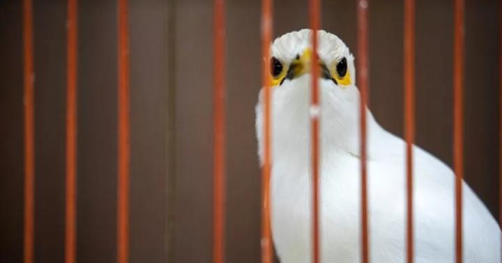 Colourful songbirds could be traded to extinction Colourful songbirds could be traded to extinction