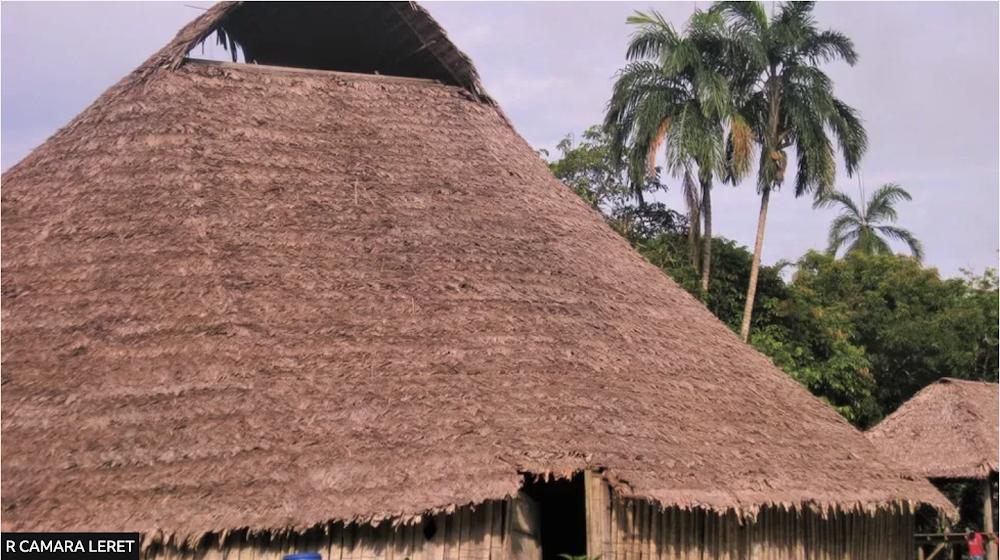 More than half of the world's palm trees in danger More than half of the world's palm trees in danger