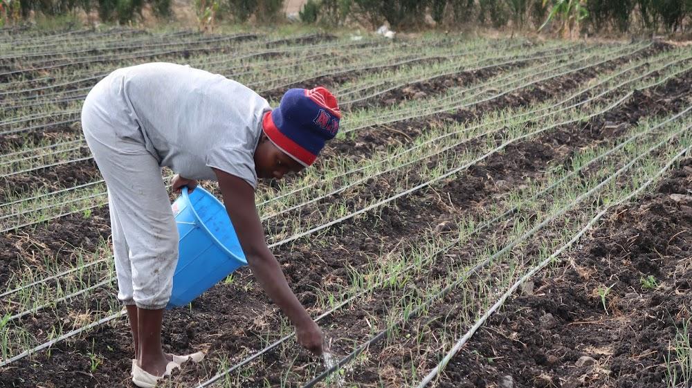 Fertiliser subsidy without credit not enough for farmers – experts Fertiliser subsidy without credit not enough for farmers – experts