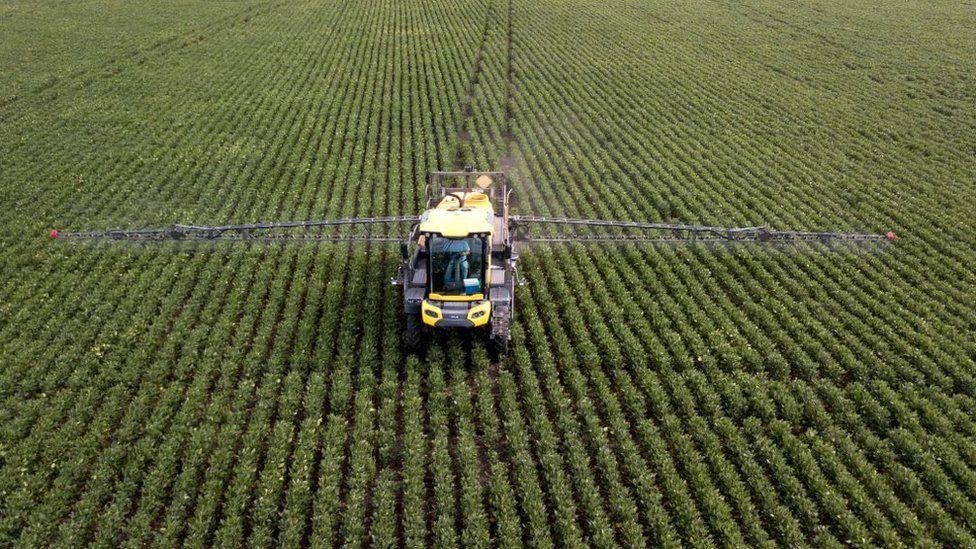 What lifting of ban on GMO means to Kenyans What lifting of ban on GMO means to Kenyans