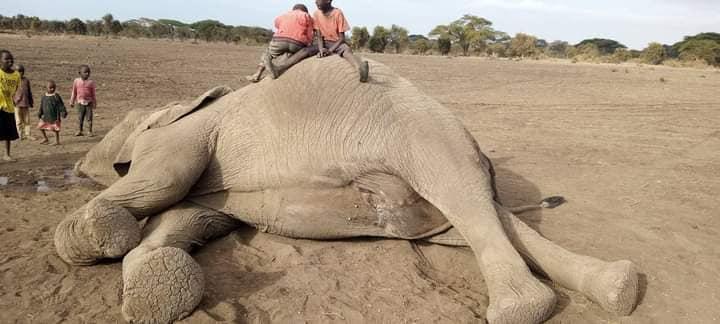 11 elephants, 246 wildebeests die in Kajiado drought 11 elephants, 246 wildebeests die in Kajiado drought