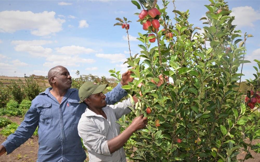 Apple farmers in Kenya vow to expand pie in the global market Apple farmers in Kenya vow to expand pie in the global market