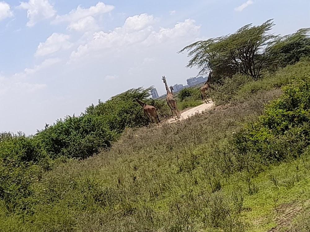 Two charged for relieving themselves in Nairobi National Park kenya