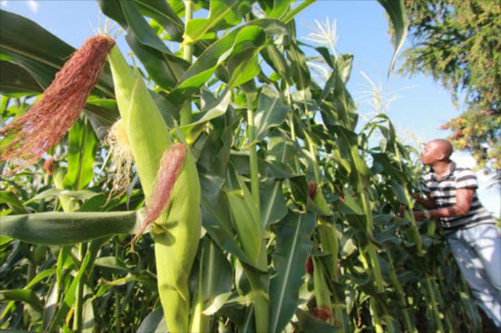Ruto lifts ban on GMO products Ruto lifts ban on GMO products