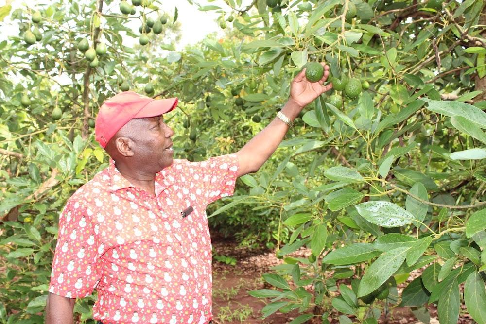 Avocado exports suspended to protect unripe fruits