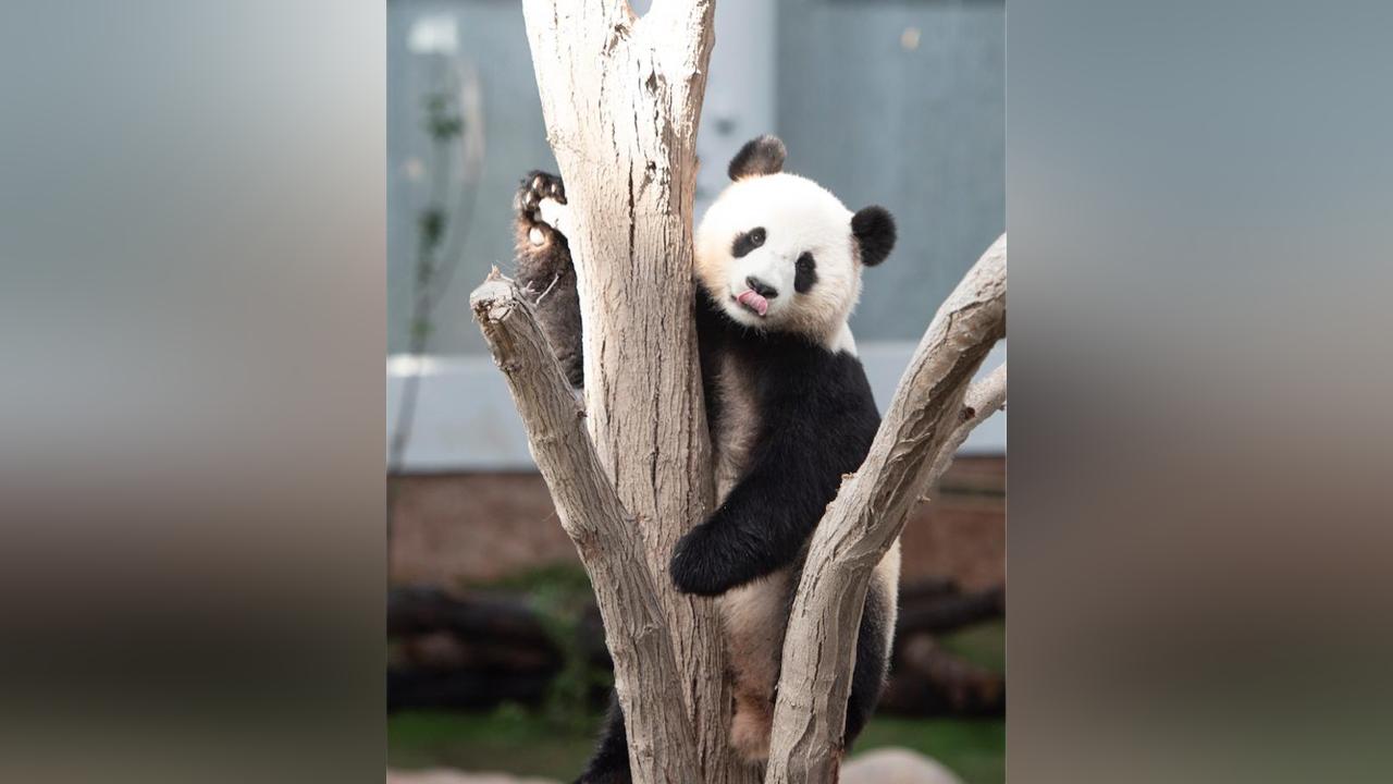 Chinese giant pandas meet public in Doha’s first Panda House