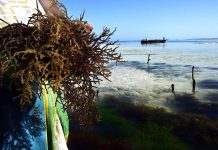 Seaweed farming is empowering women in Kenya Seaweed farming is empowering women in Kenya