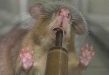 African laboratories training rats to quickly detect tuberculosis African laboratories training rats to quickly detect tuberculosis