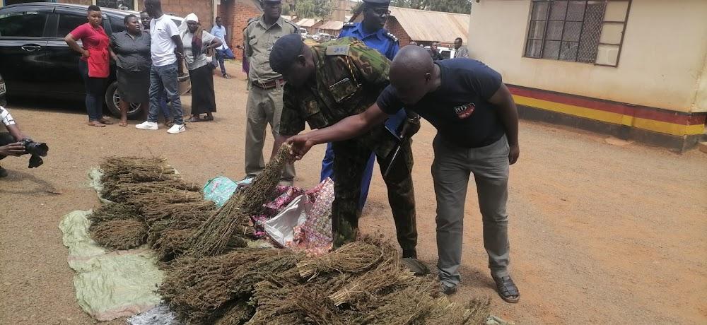 Police recover bhang, arrest two suspects in Kisii Police recover bhang, arrest two suspects in Kisii