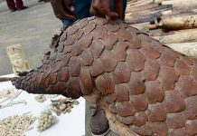World Pangolin Day: Poaching, trafficking threatens African pangolins World Pangolin Day: Poaching, trafficking threatens African pangolins