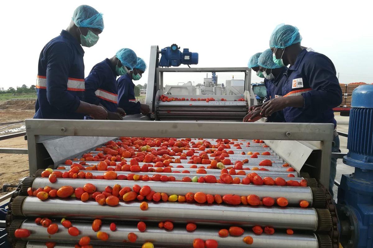 How AfCFTA can transform Africa’s agricultural sector How AfCFTA can transform Africa’s agricultural sector