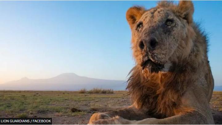 'One of the world's oldest wild lions', killed 'One of the world's oldest wild lions', killed