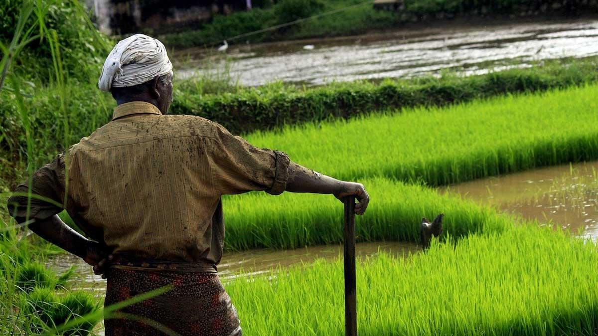 ECONOMYEvaluating the Impact of Minimum Support Price (MSP) on Agricultural Productivity and Efficiency ECONOMYEvaluating the Impact of Minimum Support Price (MSP) on Agricultural Productivity and Efficiency