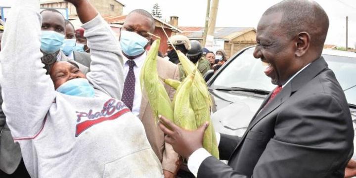 Court of Appeal Bars Ruto Govt From Importing GMOs Court of Appeal Bars Ruto Govt From Importing GMOs