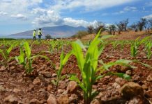 Misinformation pollutes debate on GMOs in Kenya Misinformation pollutes debate on GMOs in Kenya
