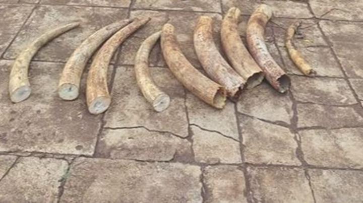 Herders slapped with Sh1m bail for possessing elephant tusks Herders slapped with Sh1m bail for possessing elephant tusks
