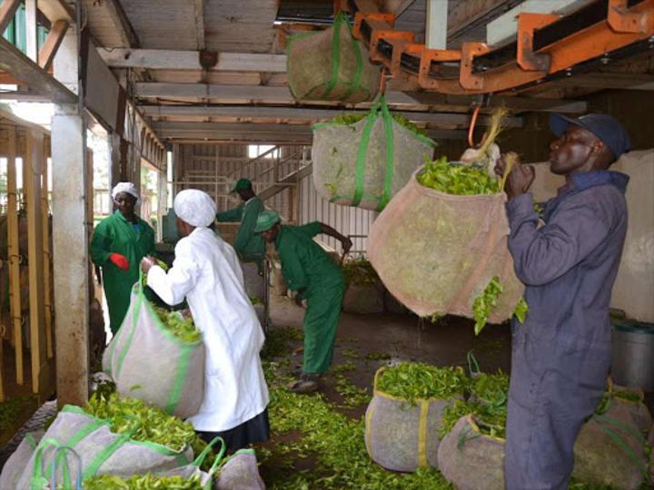 Inflows, tea exports bridge Kenya’s current account by Sh84bn - kenya