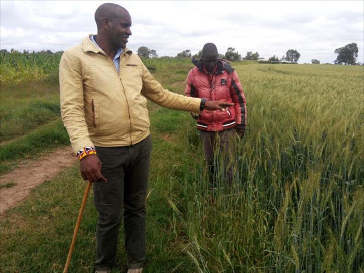 PS: Country expects to harvest 1.2 million bags of wheat this year PS: Country expects to harvest 1.2 million bags of wheat this year
