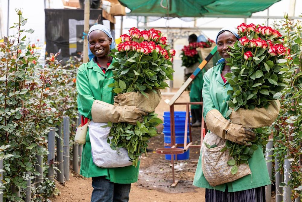 EU recession unlikely to hurt flower exports - officials EU recession unlikely to hurt flower exports - officials
