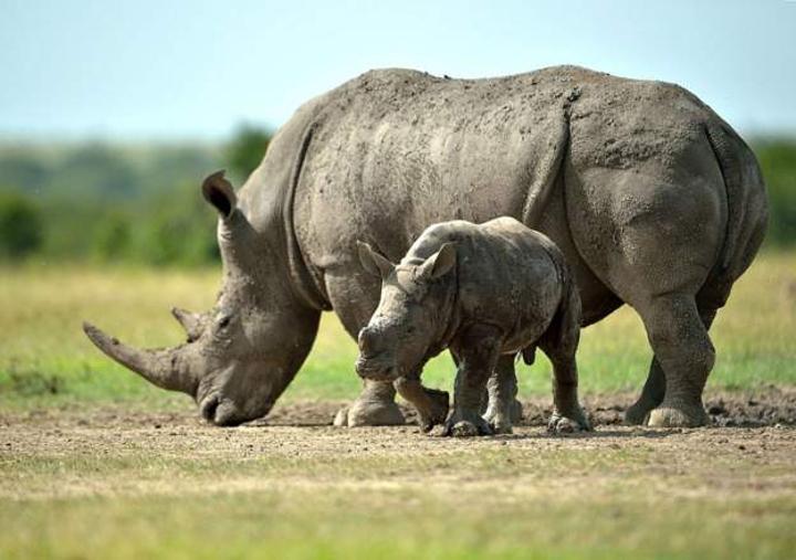 NGO to free 2,000 captive rhinos from breeding farm NGO to free 2,000 captive rhinos from breeding farm