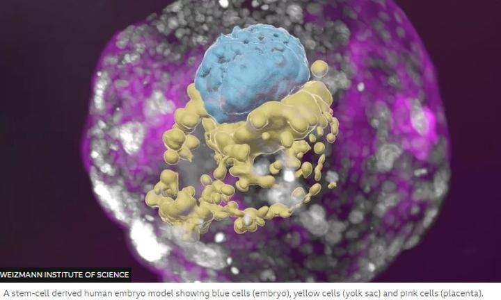 Scientists grow whole model of human embryo, without sperm or egg Scientists grow whole model of human embryo, without sperm or egg