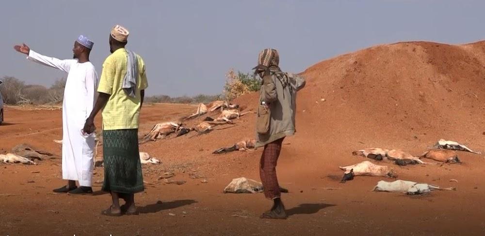 Droughts could deny Kenya Sh3 trillion annually – report Droughts could deny Kenya Sh3 trillion annually – report