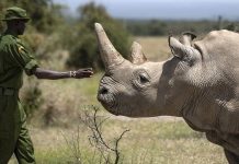 World Rhino day – hope is best yet to save the Northern White Rhino World Rhino day - hope is best yet to save the Northern White Rhino