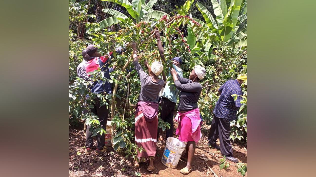 'Cartels' out to frustrate state-led coffee reforms – union 'Cartels' out to frustrate state-led coffee reforms – union