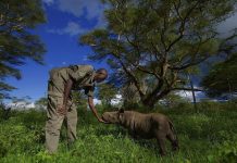 Black rhinos thrive in Kenyan sanctuary Black rhinos thrive in Kenyan sanctuary