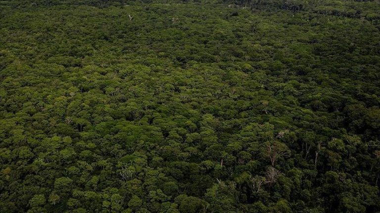 Japanese, Brazilian Leaders Agree To Protect Amazon Rainforest - Kenya