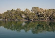 Hidden beehives help combat illegal logging along Kenya’s coastline Hidden beehives help combat illegal logging along Kenya's coastline