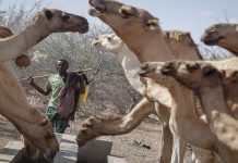 Adapting to change: pastoral farming in a warming climate Adapting to change: pastoral farming in a warming climate