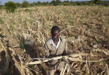 Africa faces unprecedented heat waves amid global record temperatures Africa faces unprecedented heat waves amid global record temperatures