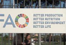 World Food Forum opens with call to build inclusive agrifood systems World Food Forum opens with call to build inclusive agrifood systems