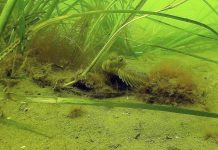 The battle to save seagrass off Kenya’s coast The battle to save seagrass off Kenya's coast