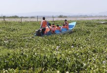 Kenyan start-up turning invasive plant into biodegradable packaging Kenyan start-up turning invasive plant into biodegradable packaging