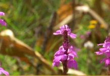 Farmers use bioherbicide to fight crop-killing ‘witchweed’ Farmers use bioherbicide to fight crop-killing 'witchweed'