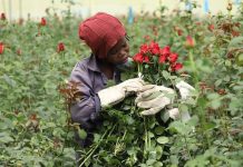 Invasive bugs and toxic pesticides hurt Kenya’s Valentine’s rose exports Invasive bugs and toxic pesticides hurt Kenya’s Valentine's rose exports
