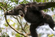 Chimpanzee Beats Reveal Rhythmic Roots of Human Communication, New Study Finds Chimpanzee Beats Reveal Rhythmic Roots of Human Communication, New Study Finds