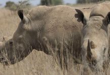 Kenya’s rhinos get their ears notched for tracking and protection Kenya's rhinos get their ears notched for tracking and protection