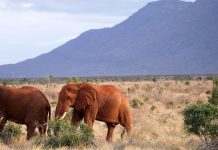Kenyan Farmers Foster Peaceful Human-Elephant Coexistence Kenyan Farmers Foster Peaceful Human-Elephant Coexistence